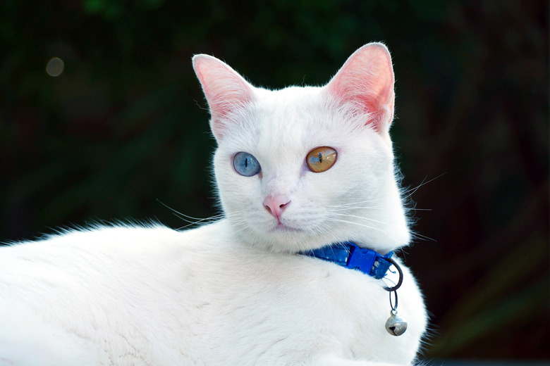 5 Jenis Kucing Termahal di Dunia yang Bikin Dompet Jebol!